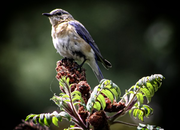 Bluebird on Sumac by Connie Maher